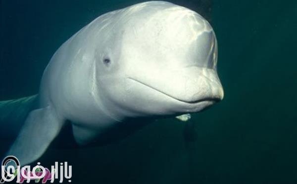  نهنگ سفید  